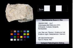 Foto (Objekt + Etikett) von Ambulocapsa altilis (Robins et al., 2013)  (NHMW-GEO-1990-0041-2484)